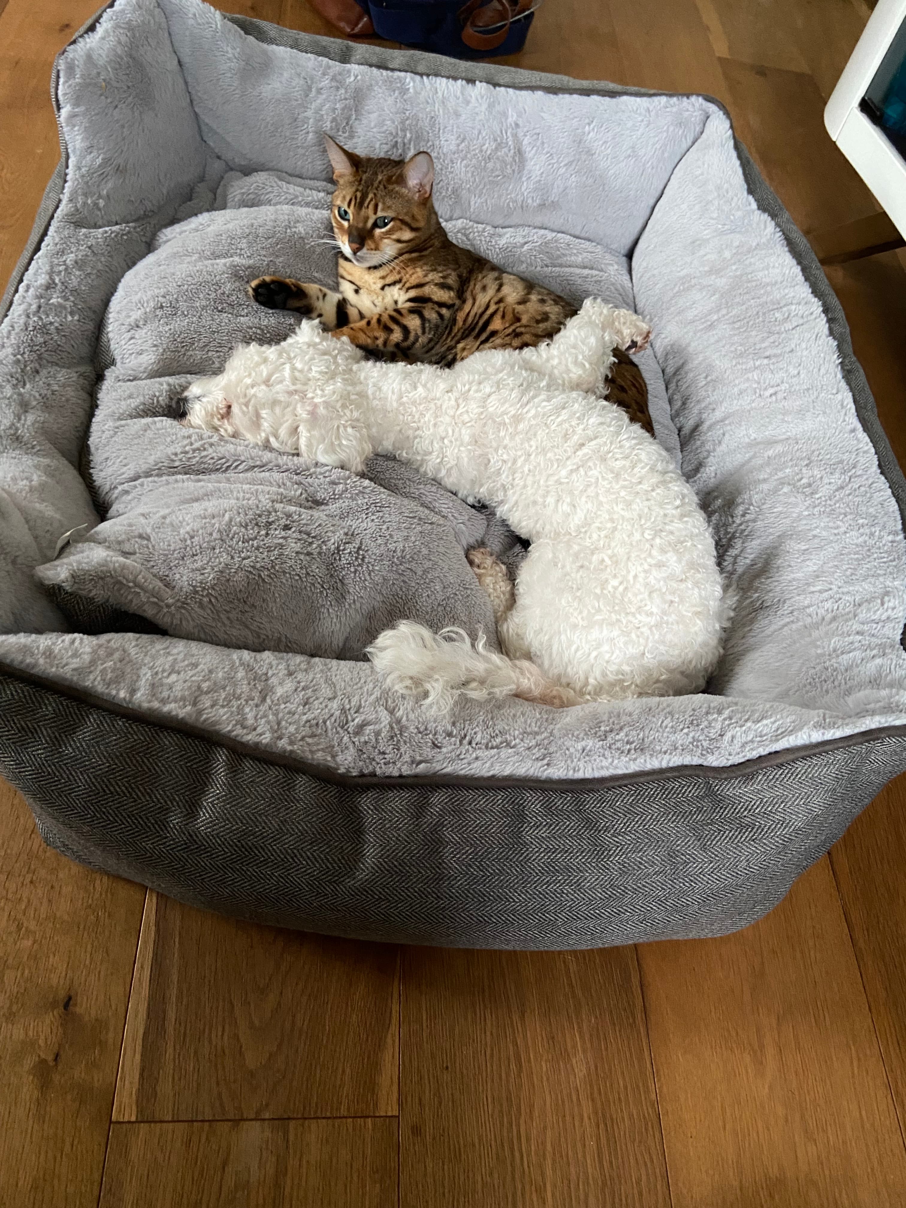 Spotted Bengal cat and small white fluffy dog cuddling in a plush grey pet bed.