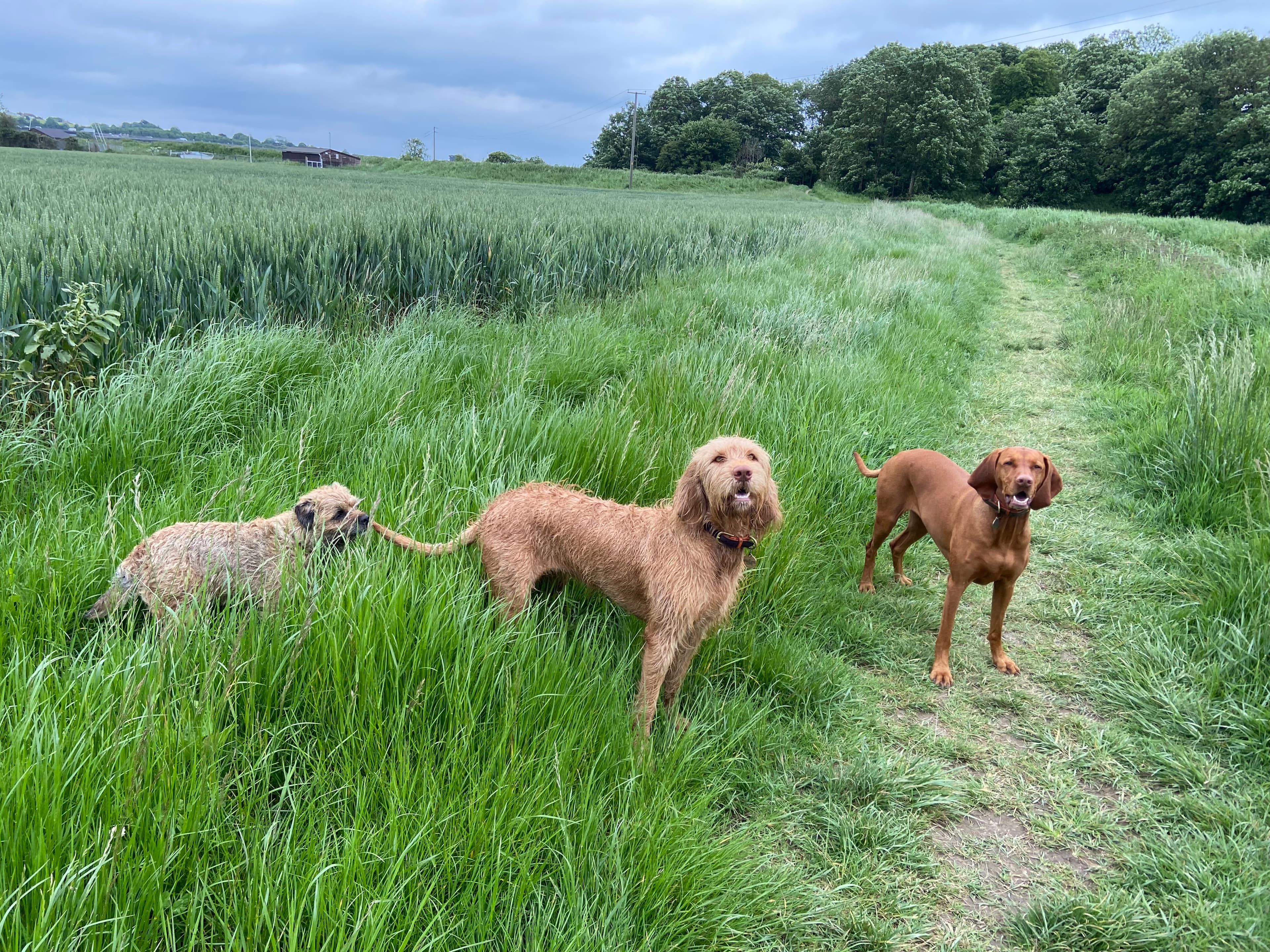 Three brown dogs stand in a lush green field with tall grass and a path.
