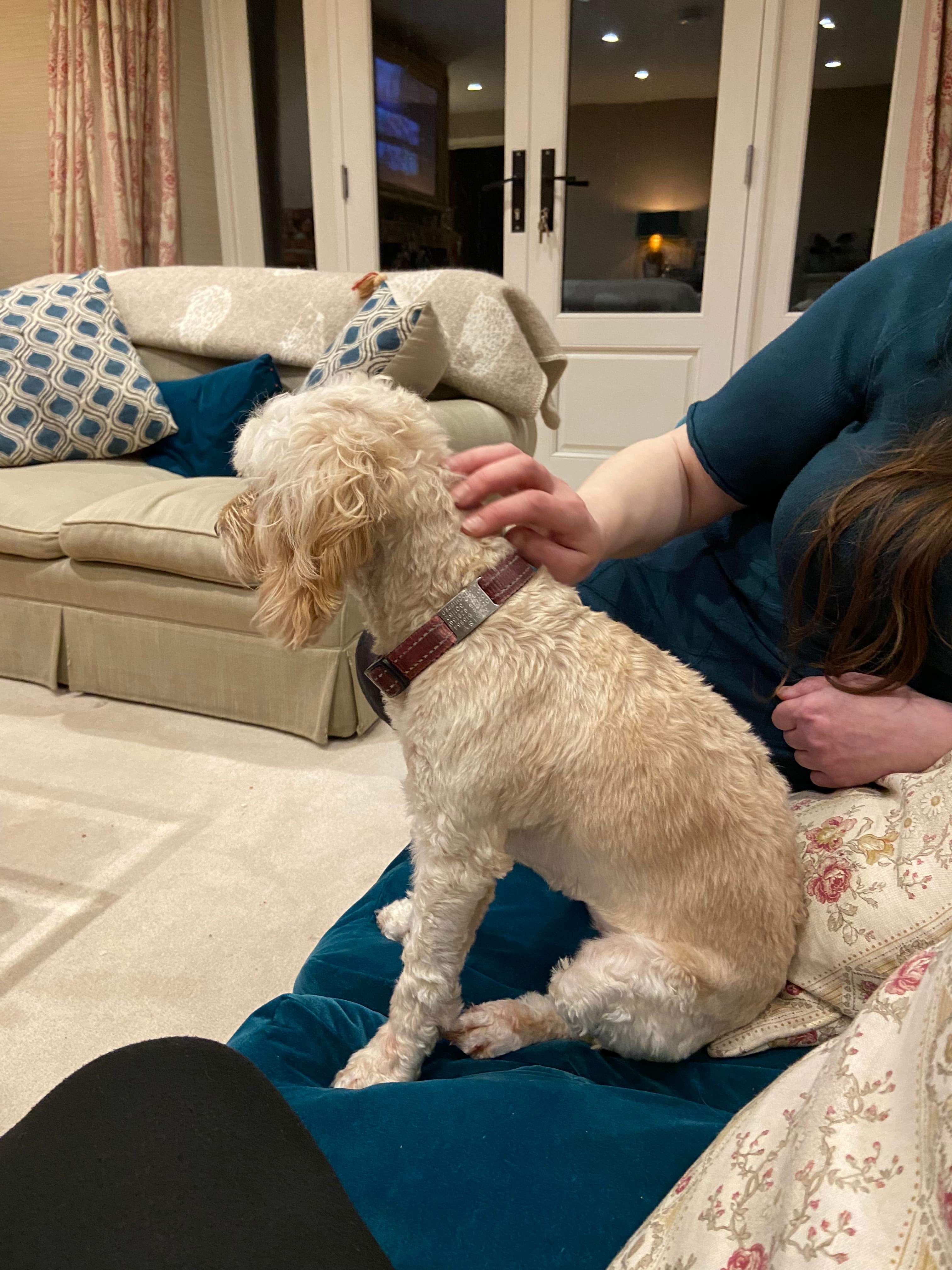 Small cream curly dog sitting on a blue velvet cushion being petted by a person.