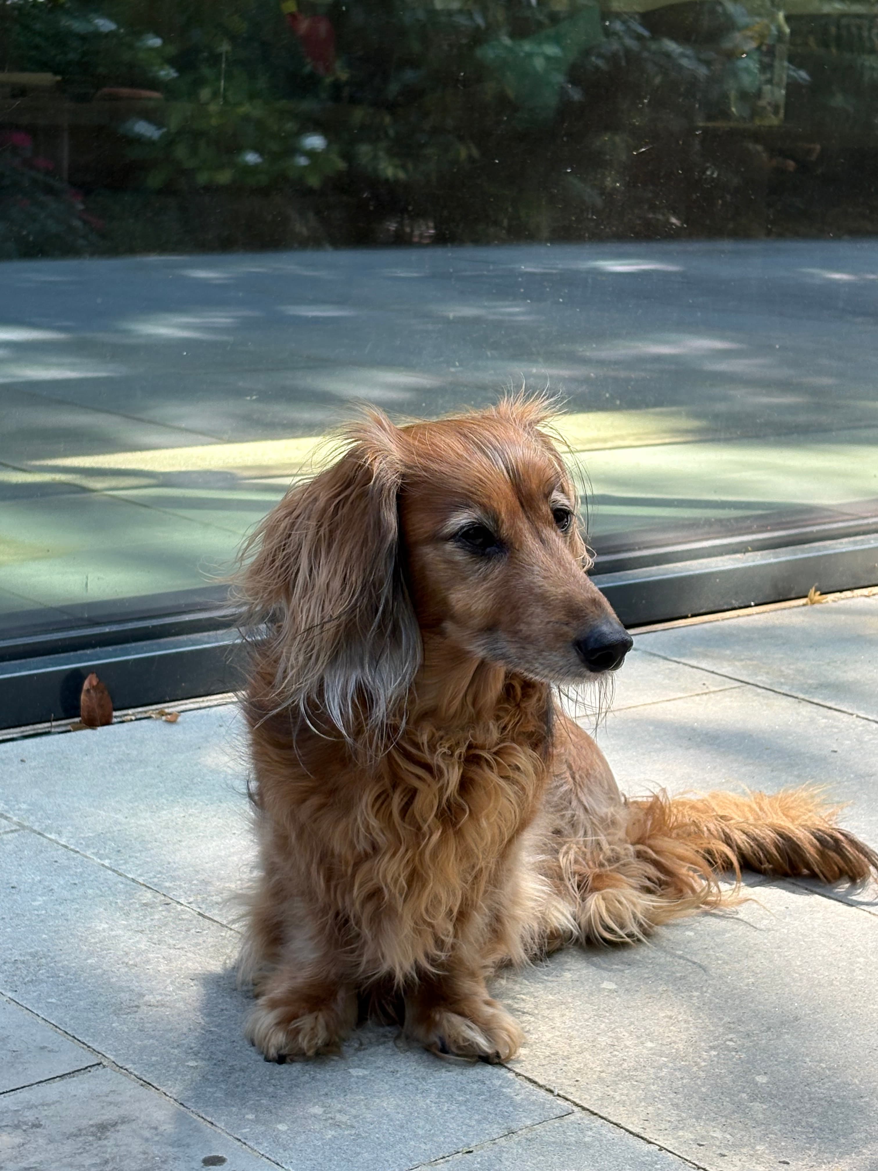 Long-haired brown dachshund sitting on a stone patio in front of a glass sliding door.