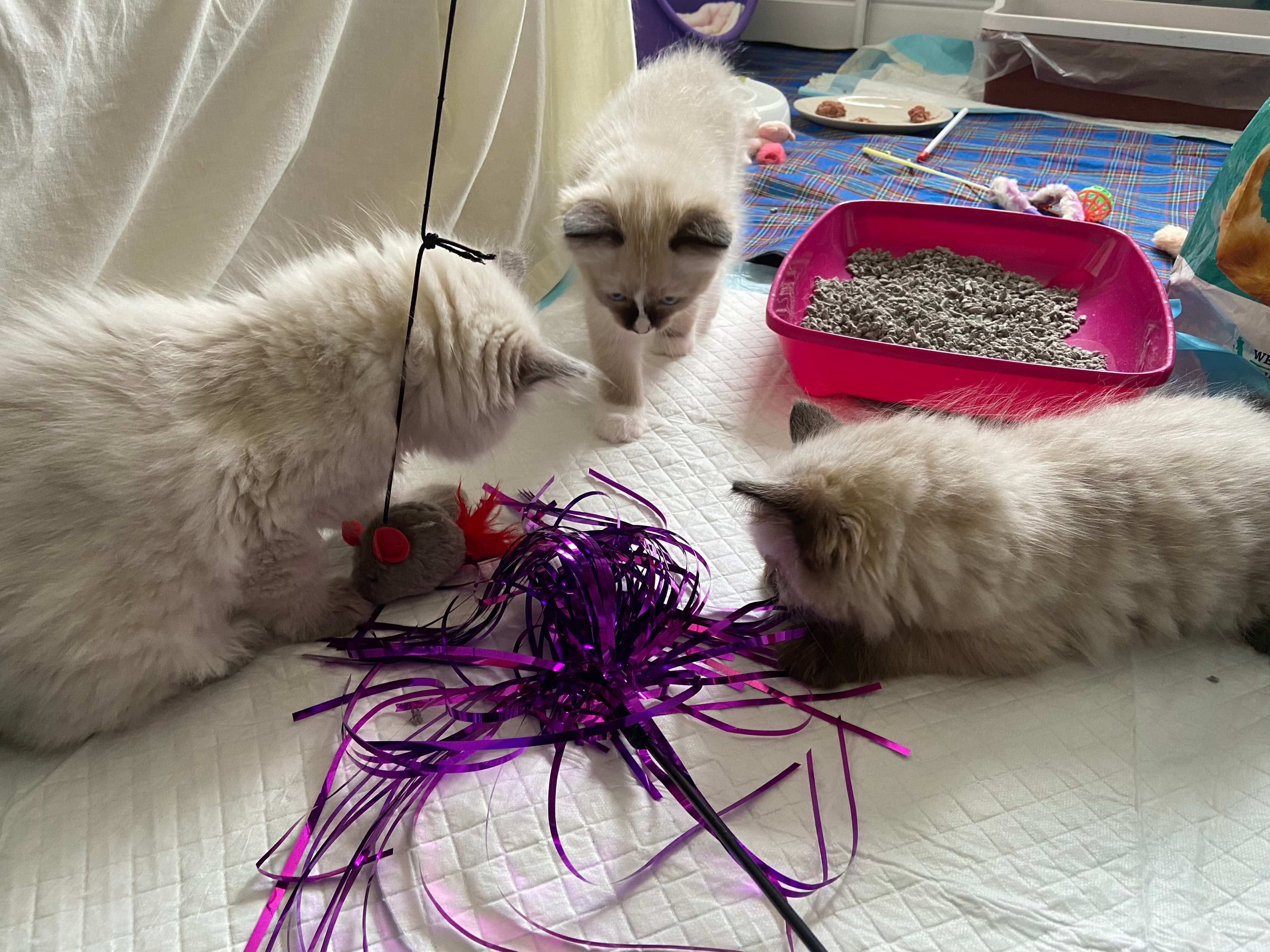 Three fluffy cream kittens playing with a purple tinsel toy and a toy mouse.