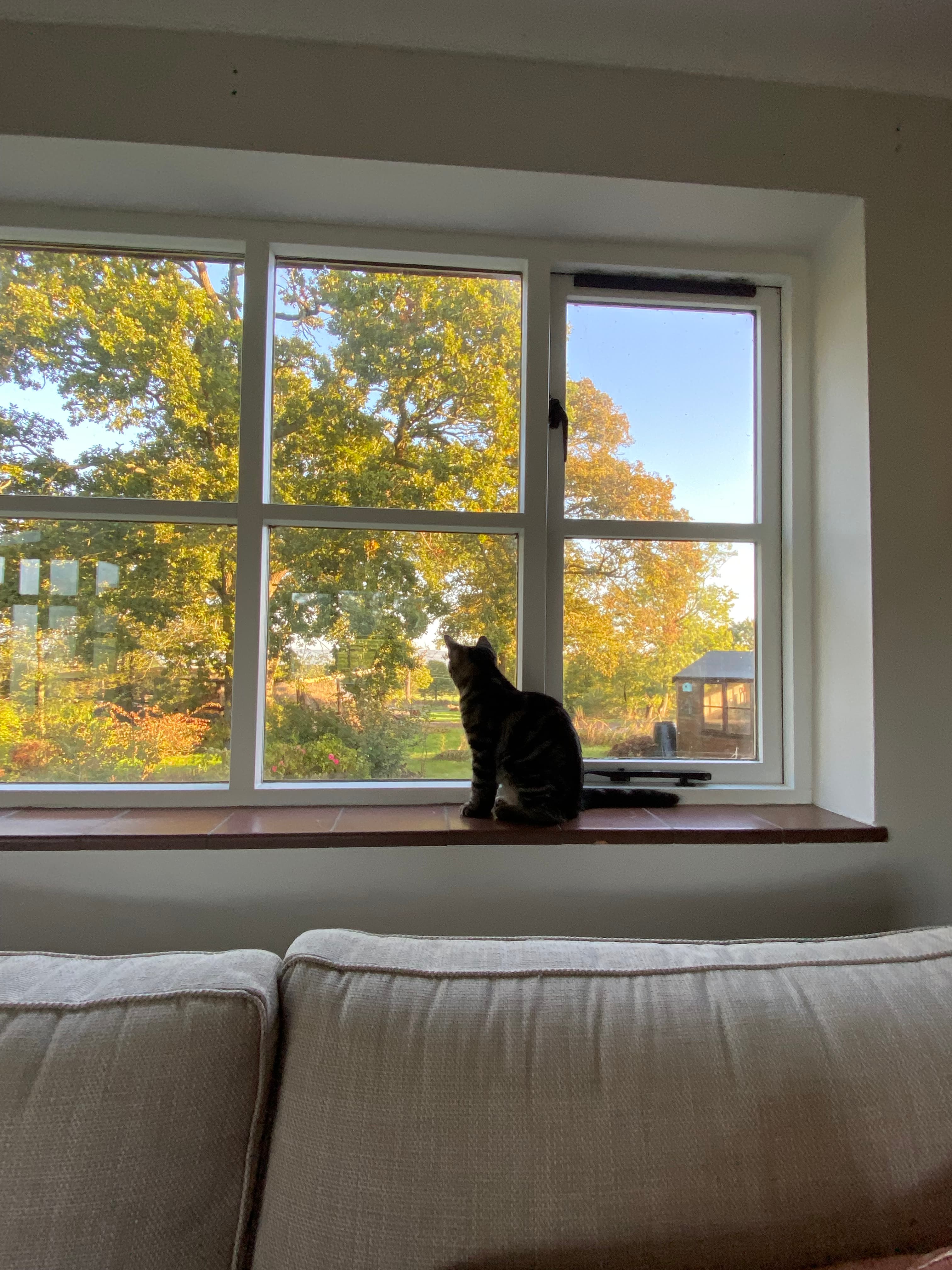 Tabby cat sits on a windowsill, looking out at golden autumn trees through a window.