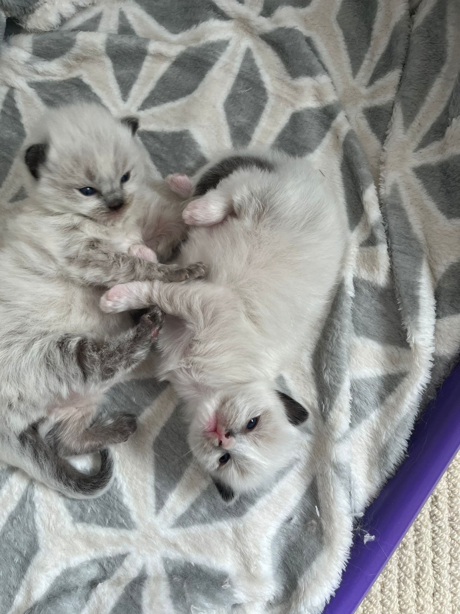Two fluffy white kittens with dark ears and tails cuddle on a patterned grey blanket.
